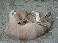 Caracal caracal - Caracal