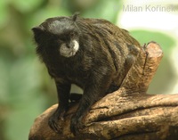 Saguinus graellsi - Graell's black-mantle tamarin