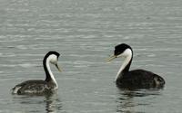 Image of: Aechmophorus occidentalis (western grebe)