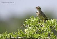 Image of: Anthus richardi (Richard's pipit)