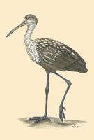 Image of: Aramus guarauna (limpkin)