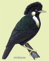 Image of: Basilornis galeatus (helmeted myna)