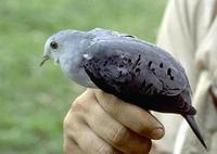 Image of: Claravis pretiosa (blue ground-dove)