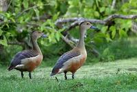 Image of: Dendrocygna javanica (lesser whistling-duck)