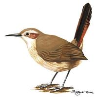 Image of: Eremobius phoenicurus (band-tailed earthcreeper)