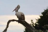 Image of: Pelecanus philippensis (spot-billed pelican)