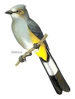 Image of: ptilogonys cinereus (grey silky-flycatcher)