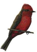 Image of: Pyrocephalus rubinus (vermilion flycatcher)