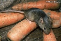 Mus musculus - Eastern House Mouse