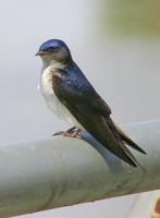 Image of: Tachycineta leucorrhoa (white-rumped swallow)