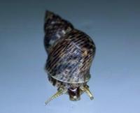 Image of: Littorina scabra