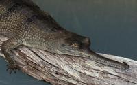 Image of: Gavialis gangeticus (Indian gharial)