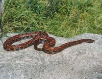 Epicrates cenchria cenchria - Brazilian Rainbow Boa