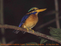 Rufous-collared Kingfisher - Actenoides concretus