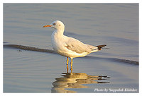 Slender-billed Gull - Larus genei