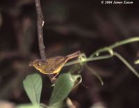 Emei Shan Warbler - Seicercus omeiensis