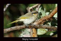 Singing Honeyeater