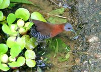 White-throated Crake - Laterallus albigularis