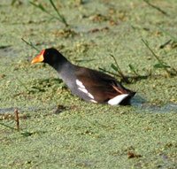 Lesser Moorhen - Gallinula angulata