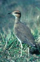 Temminck's Courser - Cursorius temminckii