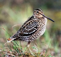 Great Snipe - Gallinago media