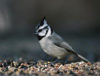 Bridled Titmouse (Baeolophus wollweberi) photo