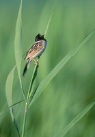 Japanese Reed (Ochre-rumped) Bunting (Emberiza yessoensis) photo