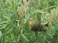 Black-chinned Siskin (Carduelis barbata) photo