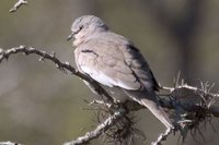 Picui Ground-Dove - Columbina picui