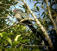 Green-billed Malkoha - Phaenicophaeus tristis