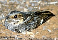 Madagascar Nightjar - Caprimulgus madagascariensis