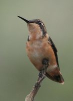 Purple-throated Woodstar - Calliphlox mitchellii