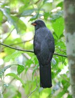 Slaty-tailed Trogon - Trogon massena