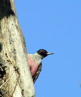 Lewis' Woodpecker - Melanerpes lewis