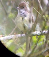 Swainson's Flycatcher - Myiarchus swainsoni