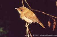 Eurasian Reed-Warbler - Acrocephalus scirpaceus