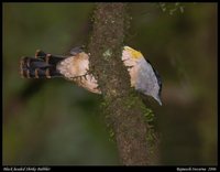 Black-headed Shrike-Babbler - Pteruthius rufiventer