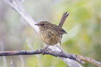 Striated Fieldwren - Calamanthus fuliginosus