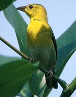 Principe Golden-Weaver - Ploceus princeps