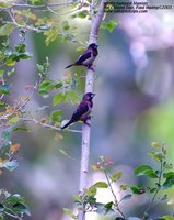 White-rumped Munia - Lonchura striata