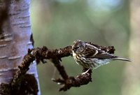 Twite - Carduelis flavirostris