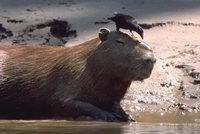 Giant Cowbird - Molothrus oryzivora