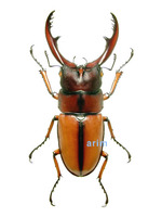 두점박이사슴벌레 - Prosopocoilus blanchardi