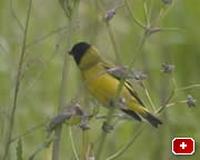 Hooded Siskin (Carduelis magellanica)