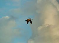 Brown Pelican  