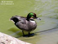 Falcated duck Anas falcata