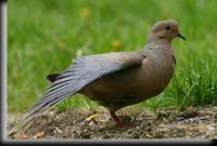 Mourning Dove, Dobbs Ferry, NY