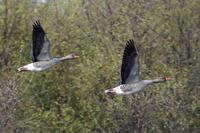 Greylag Goose         Anser anser