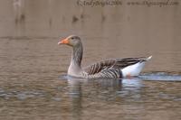 Greylag Goose         Anser anser