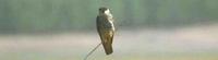female Amur Falcon